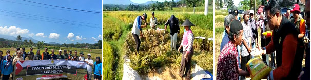 Gambar. Acara Panen Padi Nusantara dan Penyerahan Bantuan Benih Padi Inpari 42