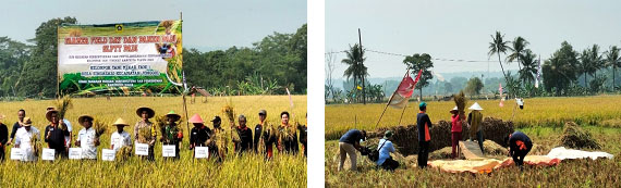 Gambar. Acara Panen Padi